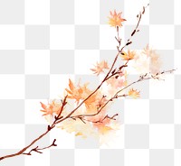Maple png branch autumn watercolor in orange seasonal graphic