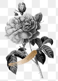 Png flower aesthetic sticker, black illustration, remixed from vintage public domain images