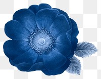 Png flower sticker, blue illustration, remixed from vintage public domain images