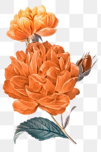 Floral png clip art, aesthetic illustration, remixed from vintage public domain images