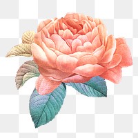 Png flower sticker illustration, remixed from vintage public domain images