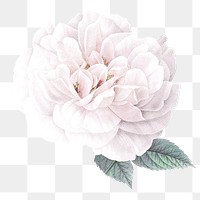 Png flower sticker, watercolor illustration, remixed from vintage public domain images