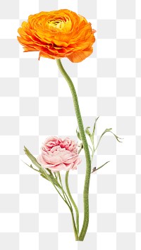 Collage flower png vintage orange ranunculus sticker, printable scrapbook paper cutout and digital planner element
