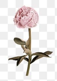 Pink peony flower png sticker, transparent background