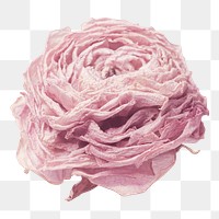 Pink peony flower png sticker, transparent background