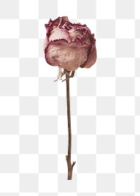 Pink rose png sticker, transparent background