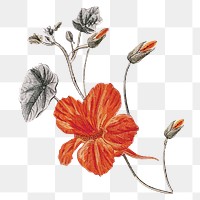 Hibiscus collage sticker png,  vintage scrapbook paper clip art