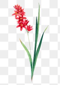 Red floral png sticker, transparent background, remixed from original artworks by Pierre Joseph Redout&eacute;