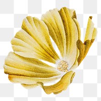 Retro flower png sticker, transparent background, remixed from original artworks by Pierre Joseph Redouté