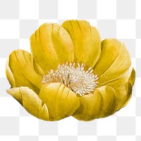 Yellow flower png sticker, transparent background, remixed from original artworks by Pierre Joseph Redout&eacute;