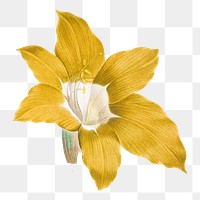 Flower png sticker, transparent background, remixed from original artworks by Pierre Joseph Redout&eacute;
