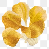 Yellow flower png sticker, transparent background, remixed from original artworks by Pierre Joseph Redouté