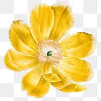 Yellow floral png sticker, transparent background, remixed from original artworks by Pierre Joseph Redout&eacute;