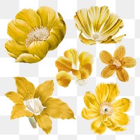 Flowers journal png stickers, transparent background set, remixed from original artworks by Pierre Joseph Redouté