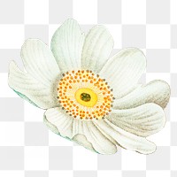 White floral png sticker, transparent background, remixed from original artworks by Pierre Joseph Redouté