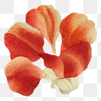 Red floral png sticker, transparent background, remixed from original artworks by Pierre Joseph Redout&eacute;