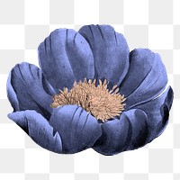 Blue flower png sticker, transparent background, remixed from original artworks by Pierre Joseph Redouté