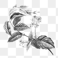 Png leaf branch sketch sticker, transparent background, remixed from original artworks by Pierre Joseph Redout&eacute;