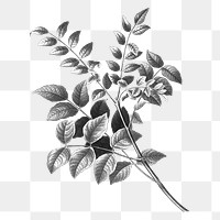 Png leaf branch sketch sticker, transparent background, remixed from original artworks by Pierre Joseph Redout&eacute;