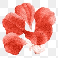 Red flower png sticker, transparent background, remixed from original artworks by Pierre Joseph Redouté