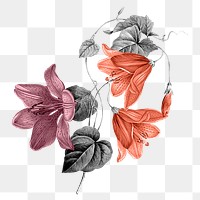 Retro flower png sticker, transparent background, remixed from original artworks by Pierre Joseph Redouté