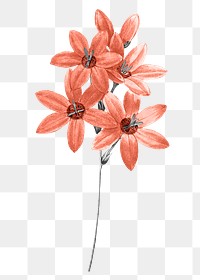 Retro flower png sticker, transparent background, remixed from original artworks by Pierre Joseph Redouté