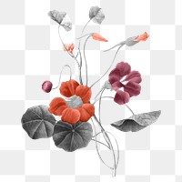 Retro floral png sticker, transparent background, remixed from original artworks by Pierre Joseph Redouté