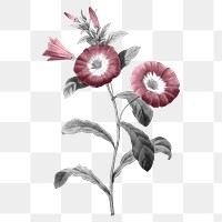 Retro flower png sticker, transparent background, remixed from original artworks by Pierre Joseph Redouté