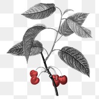 Fruit png clipart, grayscale red berry, transparent background, remixed from original artworks by Pierre Joseph Redouté 