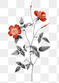 Retro floral png sticker, transparent background, remixed from original artworks by Pierre Joseph Redout&eacute;