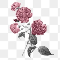 Floral png sticker, transparent background, remixed from original artworks by Pierre Joseph Redouté