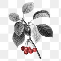 Fruit png clipart, grayscale red berry, transparent background, remixed from original artworks by Pierre Joseph Redout&eacute; 