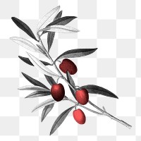 Fruit png clipart, grayscale red berry, transparent background, remixed from original artworks by Pierre Joseph Redouté 