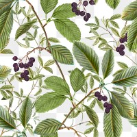 Leaf png seamless pattern, transparent background, remix from the artworks of Pierre Joseph Redout&eacute;