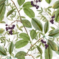 Leaf png seamless pattern, transparent background, remix from the artworks of Pierre Joseph Redouté