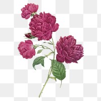 Purple flower png sticker, transparent background, remixed from original artworks by Pierre Joseph Redout&eacute;