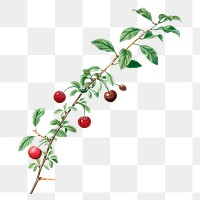 Cherry branch png clipart, transparent background, remixed from original artworks by Pierre Joseph Redouté