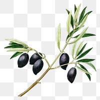 Olive branch png clipart, transparent background, remixed from original artworks by Pierre Joseph Redouté