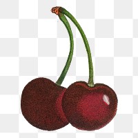 Cherry png clipart, transparent background, remixed from original artworks by Pierre Joseph Redouté