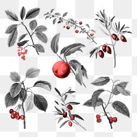 Retro fruits png stickers set, transparent background, remixed from original artworks by Pierre Joseph Redouté