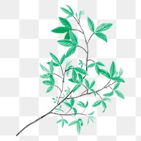 Leaf branch png sticker, transparent background, remixed from original artworks by Pierre Joseph Redout&eacute;
