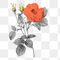 Retro floral png sticker, transparent background, remixed from original artworks by Pierre Joseph Redouté