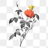 Retro floral png sticker, transparent background, remixed from original artworks by Pierre Joseph Redout&eacute;