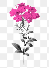 Retro flower png sticker, transparent background, remixed from original artworks by Pierre Joseph Redout&eacute;