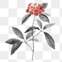 Retro flower png sticker, transparent background, remixed from original artworks by Pierre Joseph Redouté