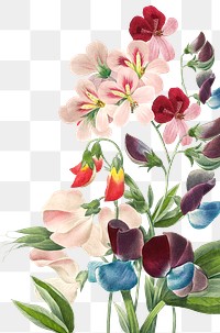 Vintage floral png border, transparent background, remix from the artworks of Pierre Joseph Redouté