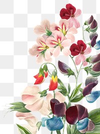 Colorful botanical png border, transparent background, remix from the artworks of Pierre Joseph Redouté