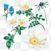 Floral png stickers, transparent background, remixed from original artworks by Pierre Joseph Redouté