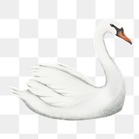 Mute swan png sticker, simple illustration, transparent background  