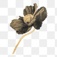 Dried flower png sticker, aesthetic painting design for digital planner, transparent background